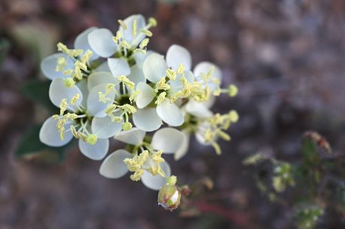 Eremothera boothii